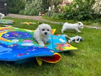 Simba i Smufi - 8 tygodni